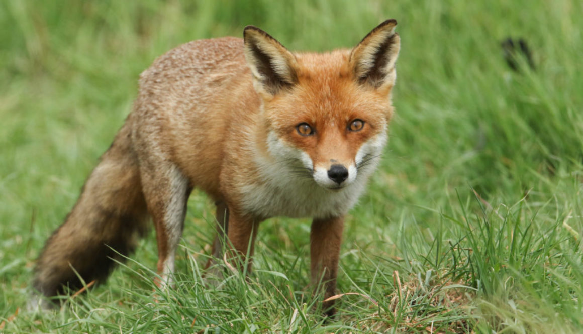 A,Magnificent,Wild,Red,Fox,(vulpes,Vulpes),Hunting,For,Food