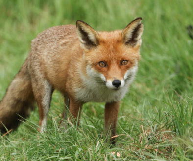 A,Magnificent,Wild,Red,Fox,(vulpes,Vulpes),Hunting,For,Food