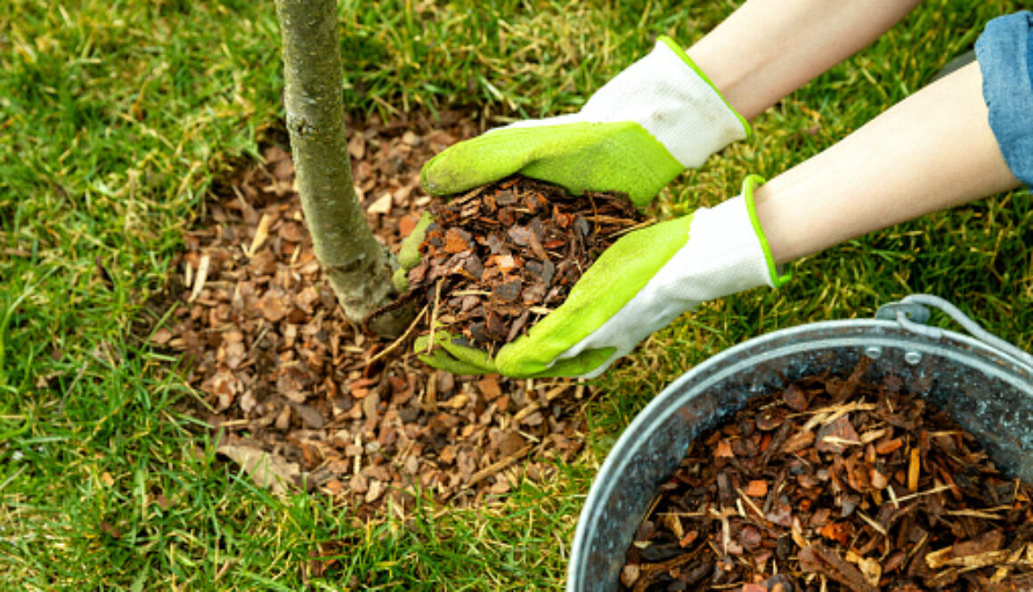 mulching around a tree with pine bark mulch mulching around a tree with pine bark mulch
