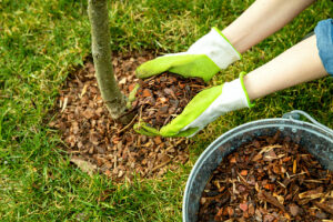 mulching around a tree with pine bark mulch