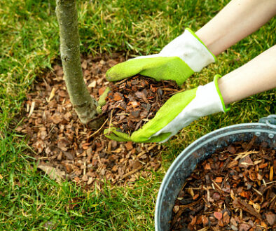 mulching around a tree with pine bark mulch