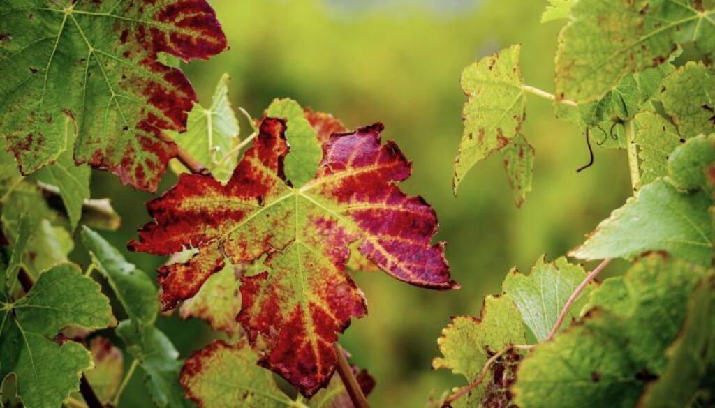 Red,Leaves,On,Grape,Vines,Are,Caused,By,Biotic,(viruses,