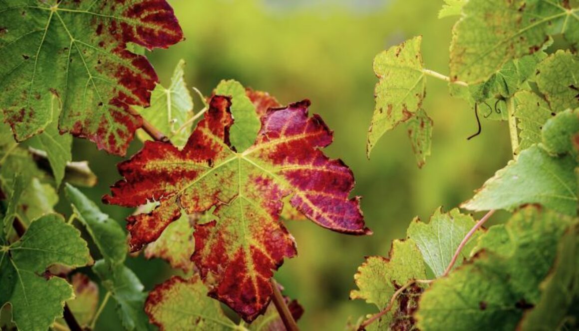 Red,Leaves,On,Grape,Vines,Are,Caused,By,Biotic,(viruses,