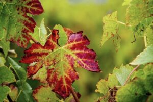 Red,Leaves,On,Grape,Vines,Are,Caused,By,Biotic,(viruses,