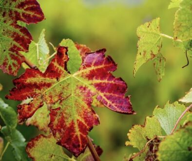 Red,Leaves,On,Grape,Vines,Are,Caused,By,Biotic,(viruses,