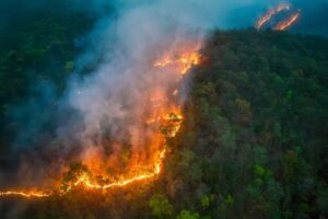 Wildfires,Release,Carbon,Dioxide,(co2),Emissions,And,Other,Greenhouse,Gases
