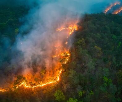 Wildfires,Release,Carbon,Dioxide,(co2),Emissions,And,Other,Greenhouse,Gases