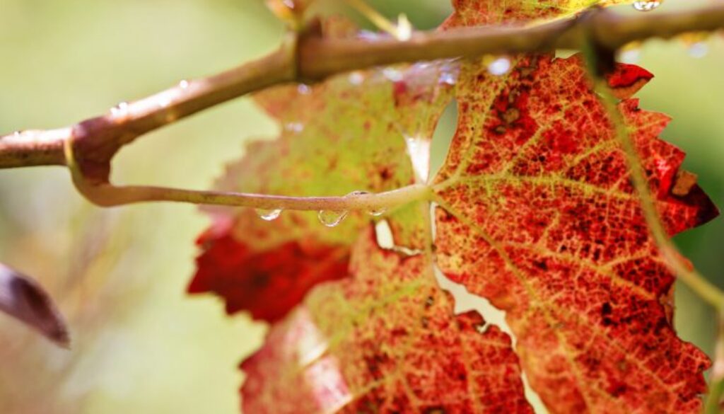 Whine,Leafs,In,Sunlight