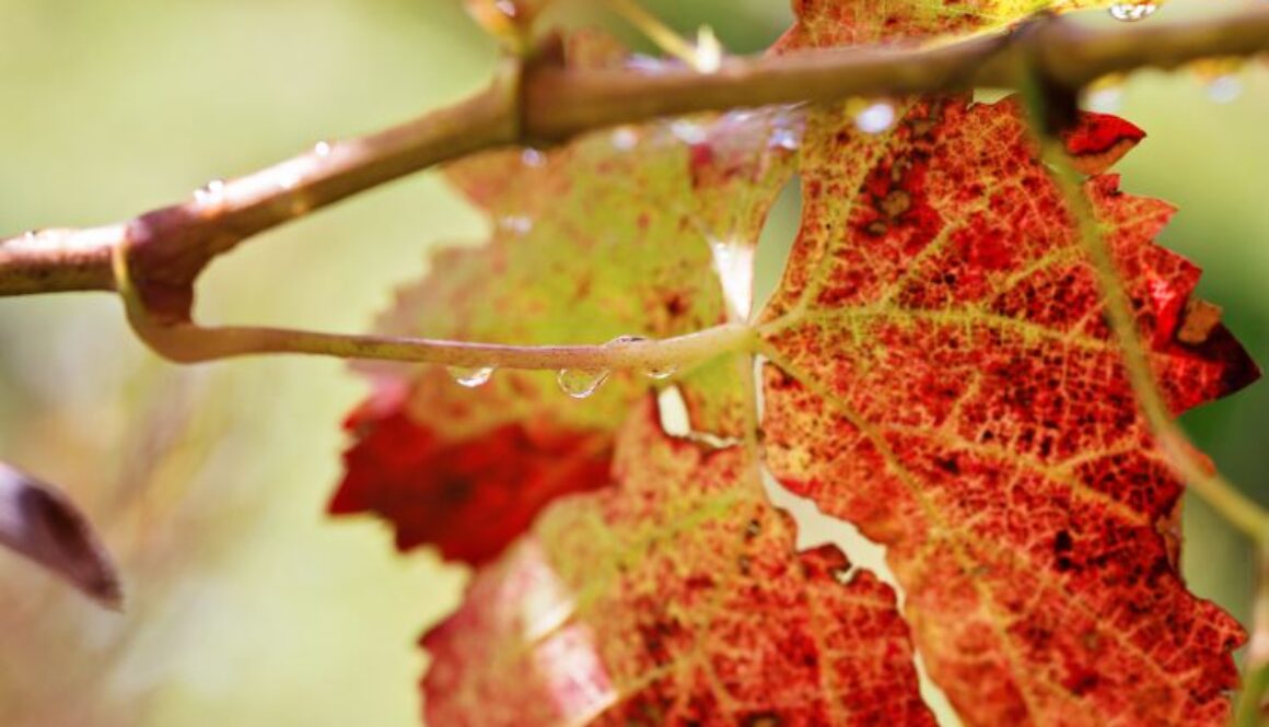Whine,Leafs,In,Sunlight