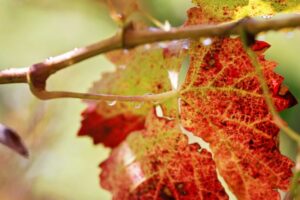 Whine,Leafs,In,Sunlight