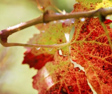 Whine,Leafs,In,Sunlight