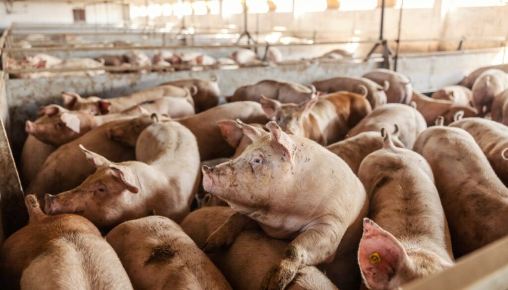 Many,Adult,Pigs,At,A,Pig,Farm.,Livestock,Breeding.,Meat