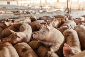 Many,Adult,Pigs,At,A,Pig,Farm.,Livestock,Breeding.,Meat