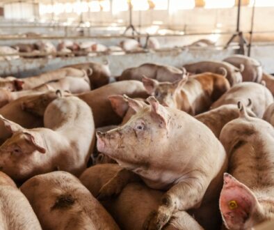 Many,Adult,Pigs,At,A,Pig,Farm.,Livestock,Breeding.,Meat