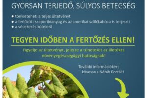 veszelyben_a_szoloultetvenyek