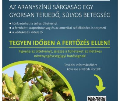 veszelyben_a_szoloultetvenyek