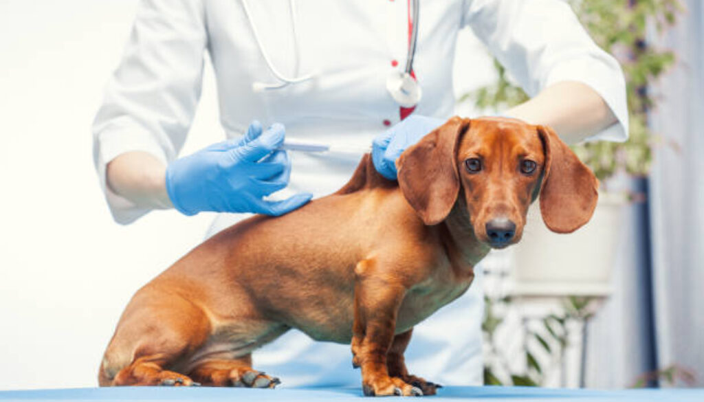 female veterinarian makes a brown cab vaccination. pet medical care