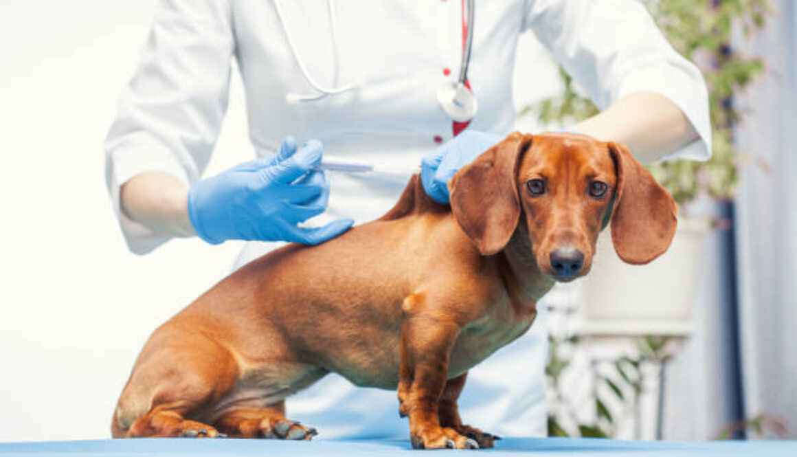 female veterinarian makes a brown cab vaccination. pet medical care