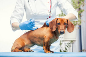 female veterinarian makes a brown cab vaccination. pet medical care