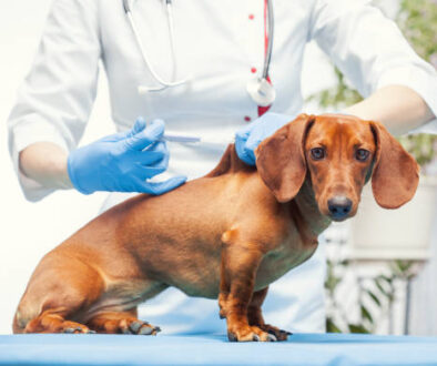 female veterinarian makes a brown cab vaccination. pet medical care